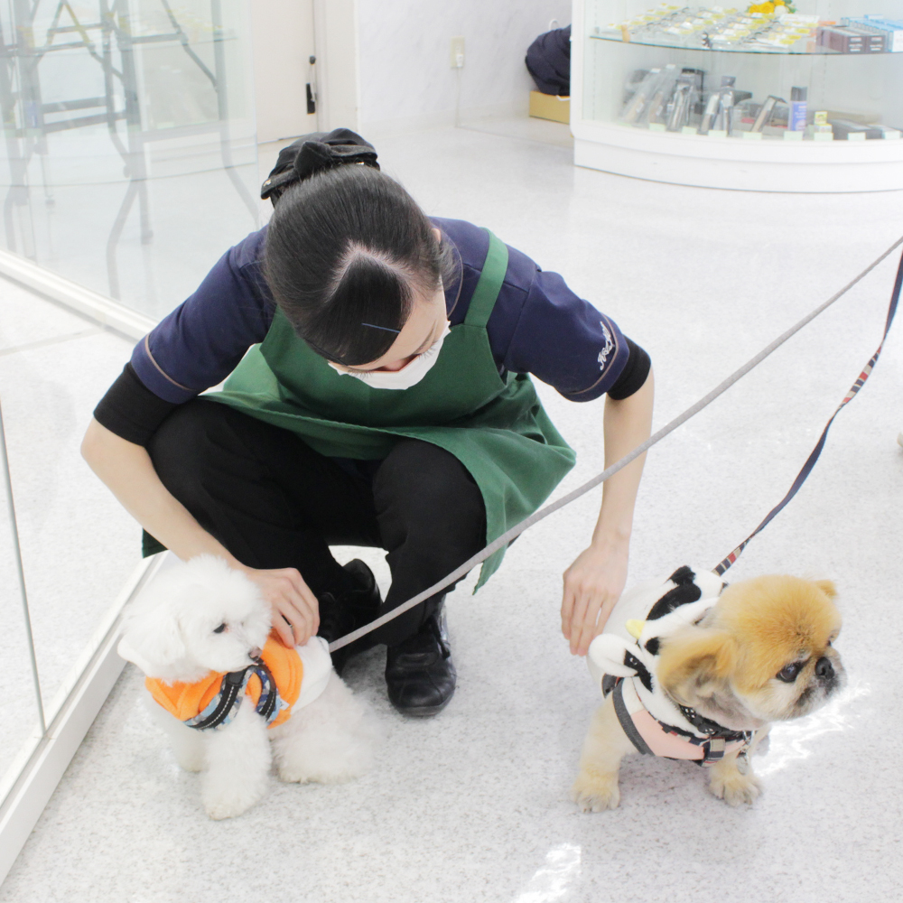 卒業犬のちゃちゃまるくんとスイミーちゃん☆